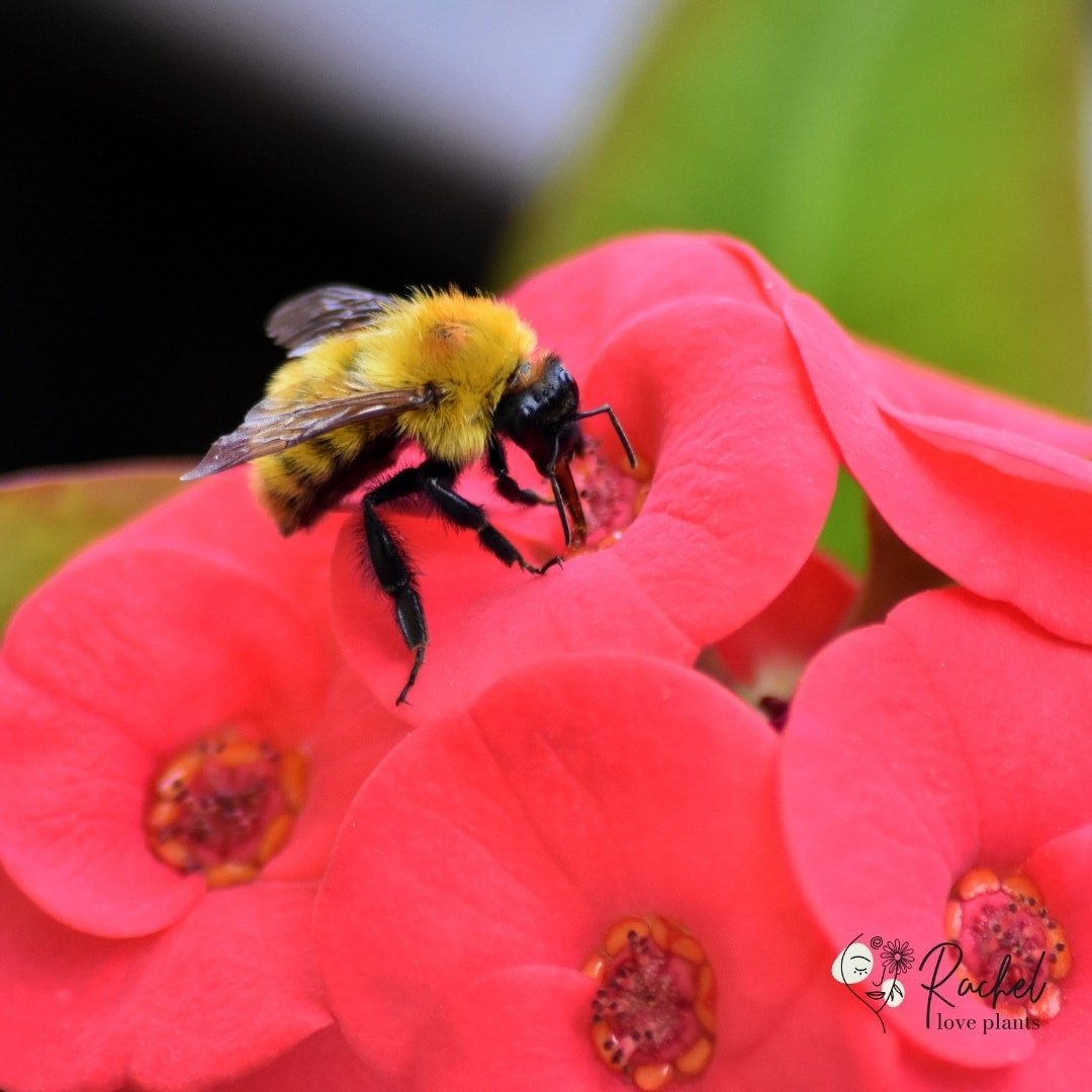 Me acuerdo del miedo que me daban las abejas 🐝🐝🐝 cuando era pequeña 👧🏼 y ahora las siento tan necesarias en nuestra vida, que... ¡Las adoro!

No sólo hacen miel 🍯

👉 ¿Sabías que son las responsables de polinizar el 70% de las plantas con flores 🌼🌻🌹y que en agricultura, son las responsables del 80% de la polinización de los cultivos?

Si quitamos de la ecuación a las abejas 🐝🐝, la reducción de fruta 🍊🍎🍓... y verdura 🍅🍆... para nuestro consumo, seria catastrófico 💥🧨💥

Cuidemos todos de ellas 🐝🐝🐝 pues se está verificando que la población está extinguiéndose  poco a poco en muchas zonas 😱

Hoy más que nunca, celebremos el Día Mundial de las Abejas 🐝🐝🐝

#diamundialdelasabejas #abejas  #abejasenextincion #rachelandcoalmeria #rachel_and_co_almeria #gardenlife #centrodejardineria #jardim #polinizacionnatural #flores #frutasyverdurasnaturales
